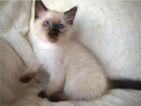 siamesi-cuccioli.png